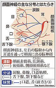 顔の側面には顔面神経が走っていて、表情や涙・唾液（だえき）の分泌、味覚などにかかわっている＝図